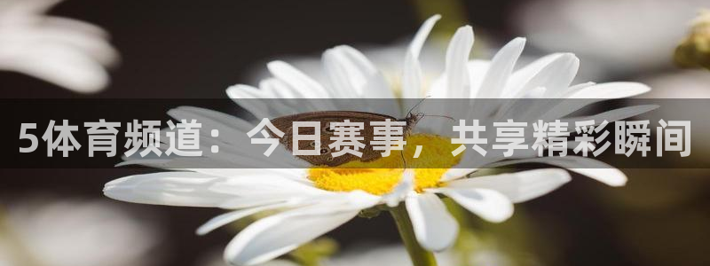 88看球直播网：5体育频道：今日赛事，共享精彩瞬间